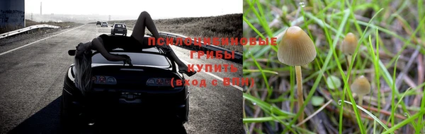 ГАЛЛЮЦИНОГЕННЫЕ ГРИБЫ Баксан